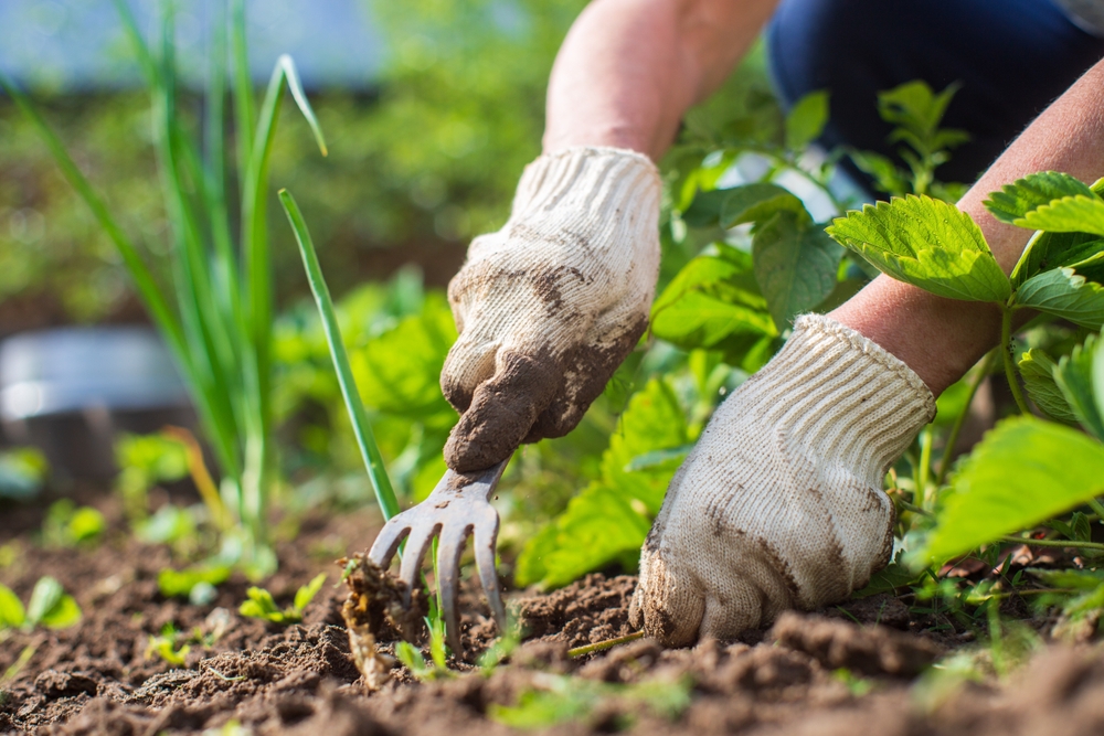How to control weeds in flower beds and borders
