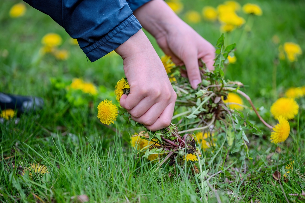 Close-up of hands holding daffodils weeded from a lawn.