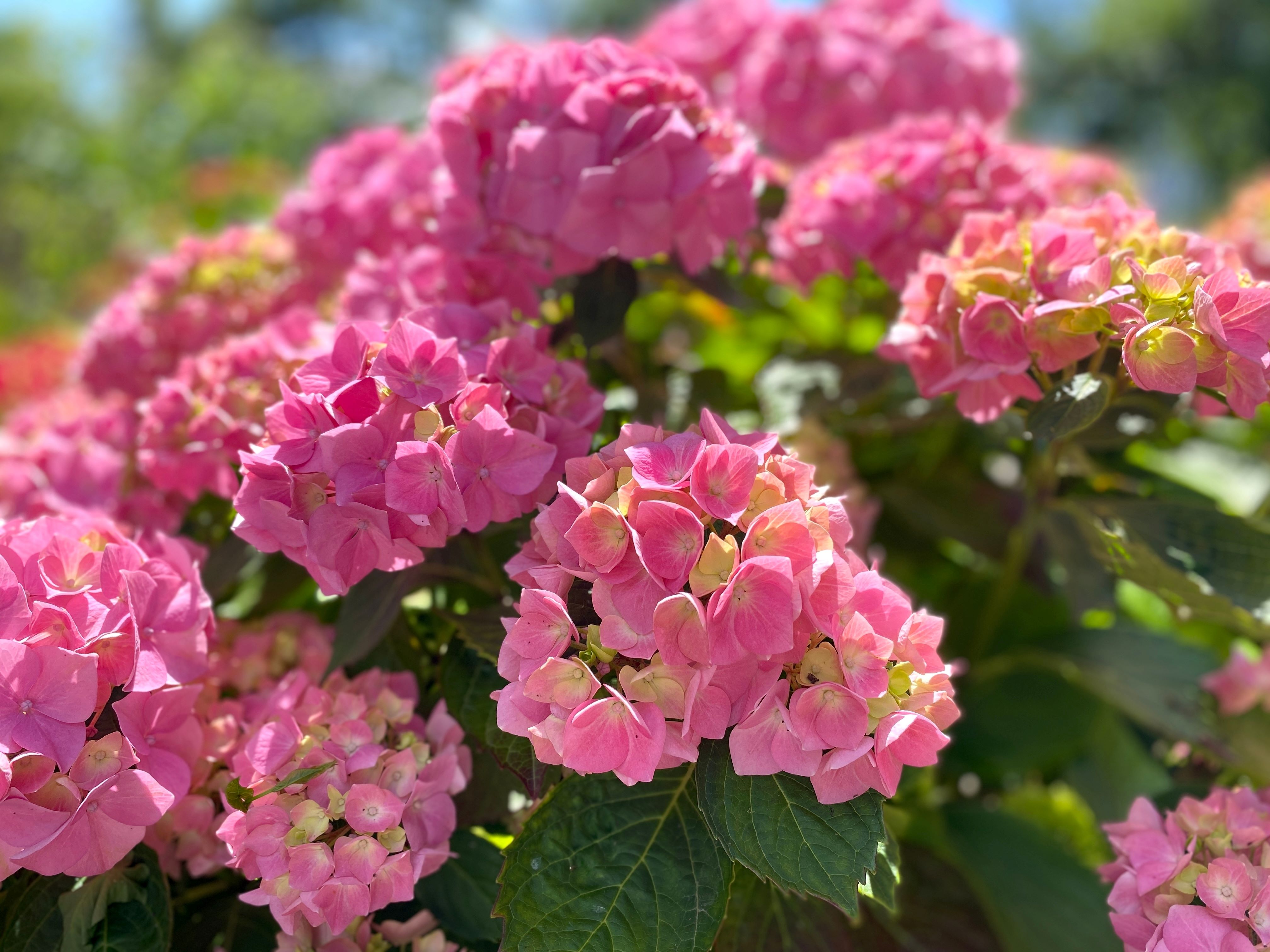 Comment lutter contre les cochenilles sur les hortensias