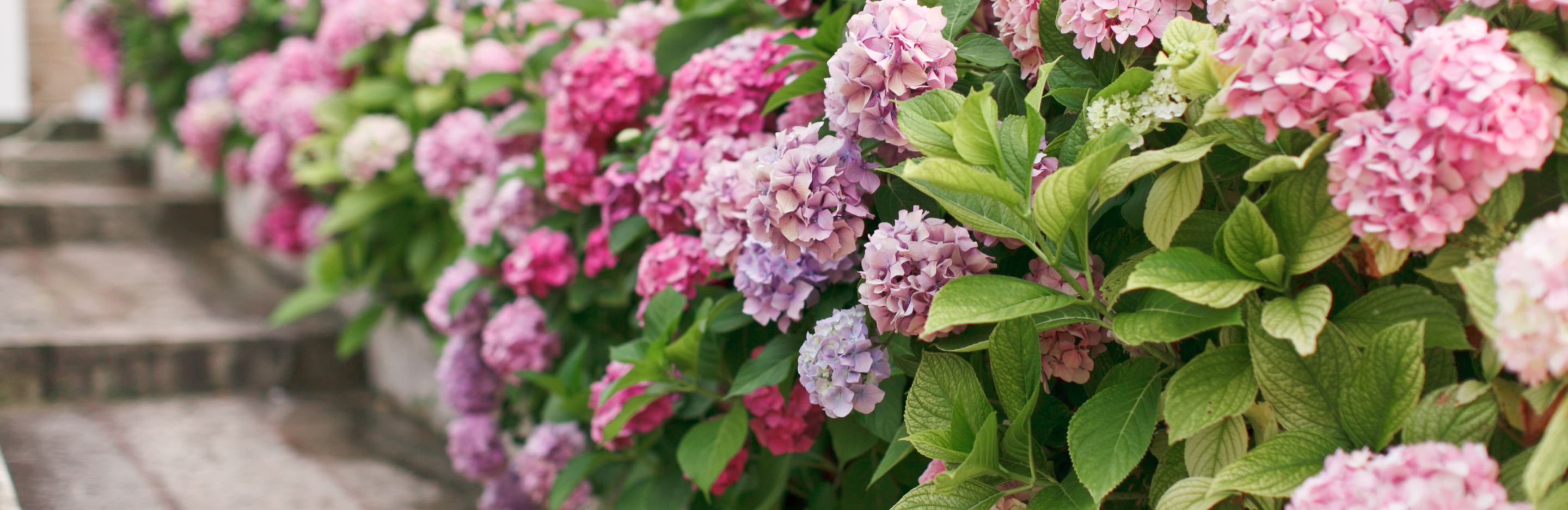 Nawożenie hortensji – kiedy nawozić, jaki nawóz wybrać?