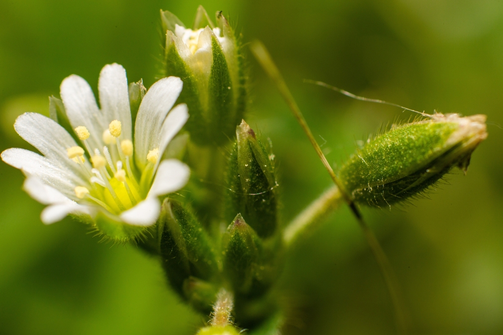 A guide to annual weeds
