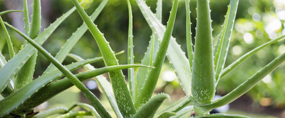Aloe vera plant