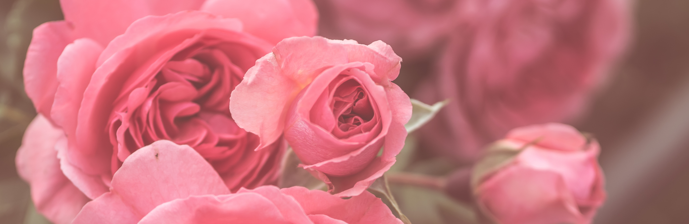  Odmiany i wysokość róż