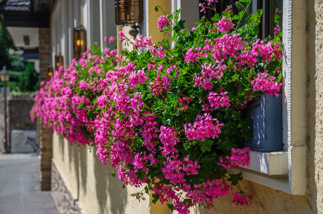 Geraniums et pelargoniums pour quils donnent le meilleur de leur floraison