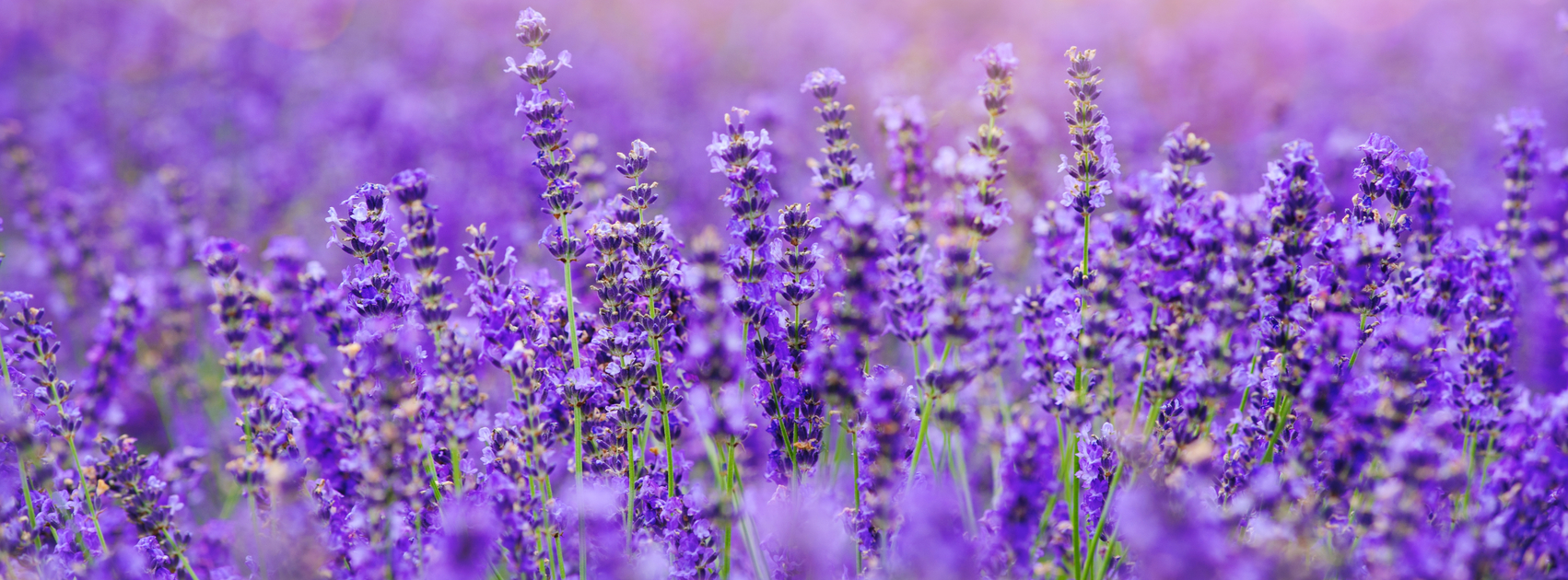 lavendel