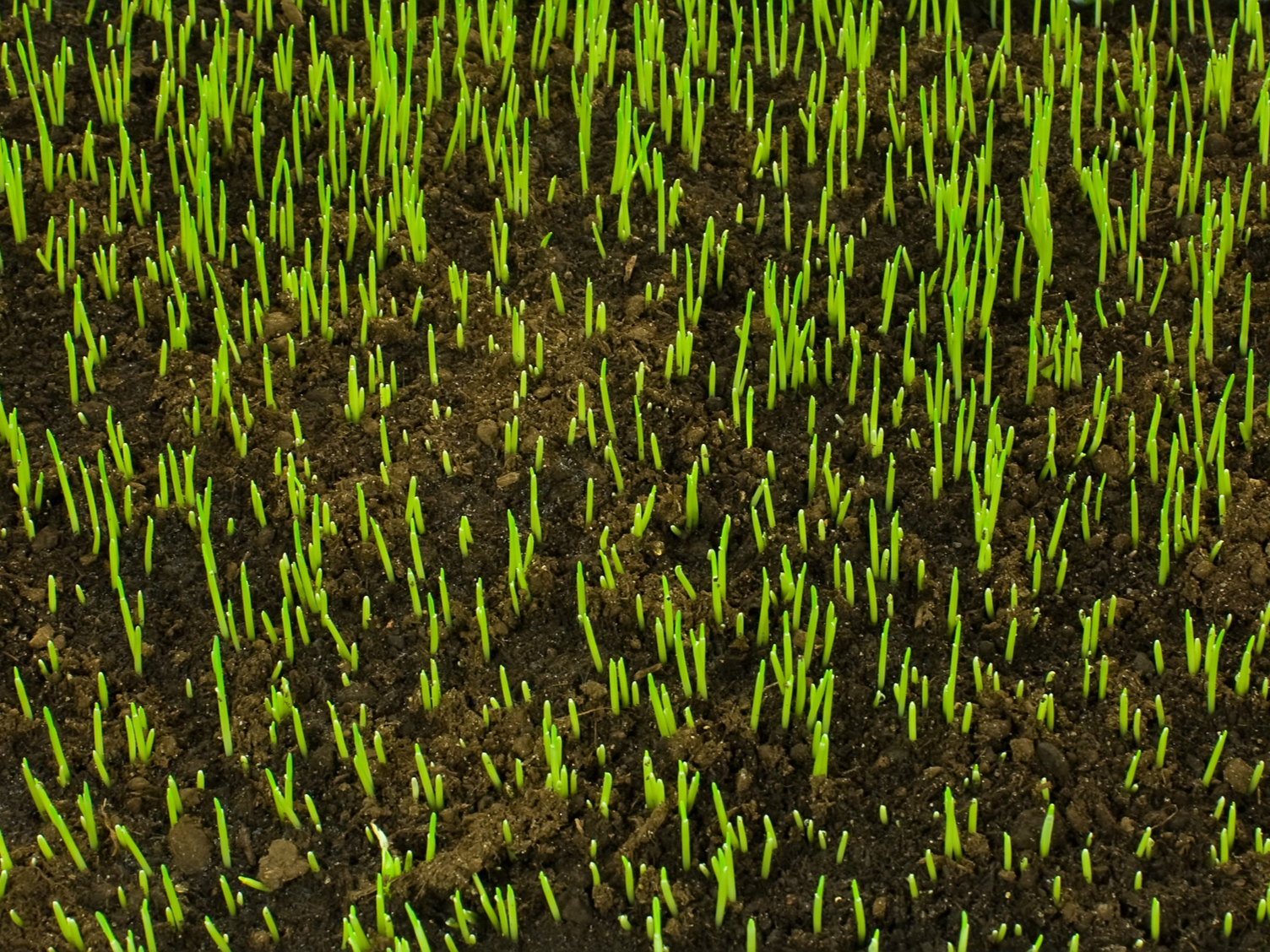 Найди всходящие. Всходы эшшольция ростки. Всходы газонной травы. Эшшольция всходы рассада. Всходы каперсов.