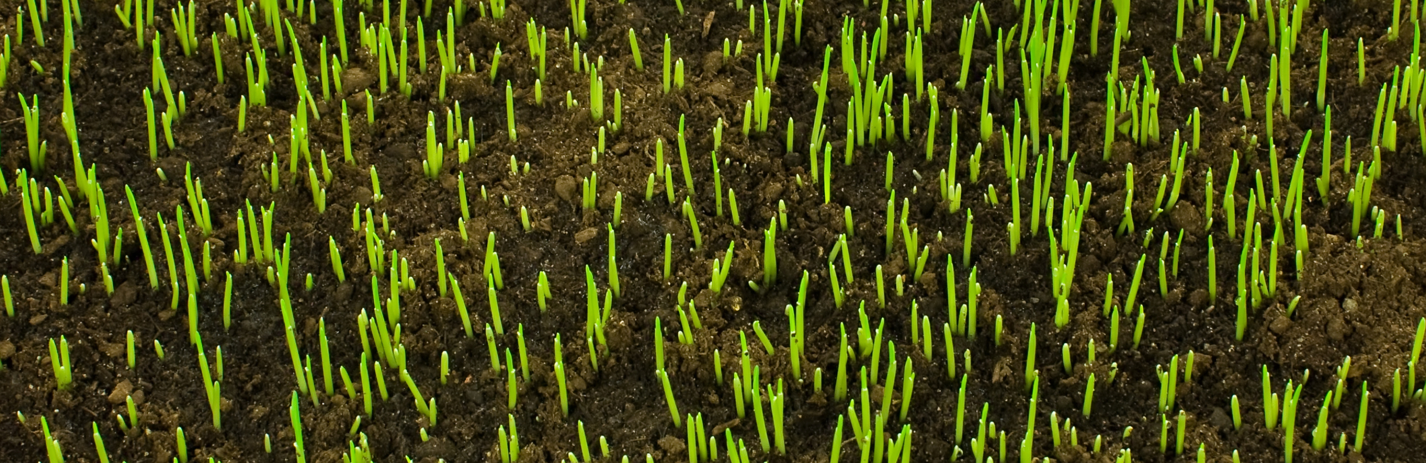  Najlepsze podłoże pod trawnik