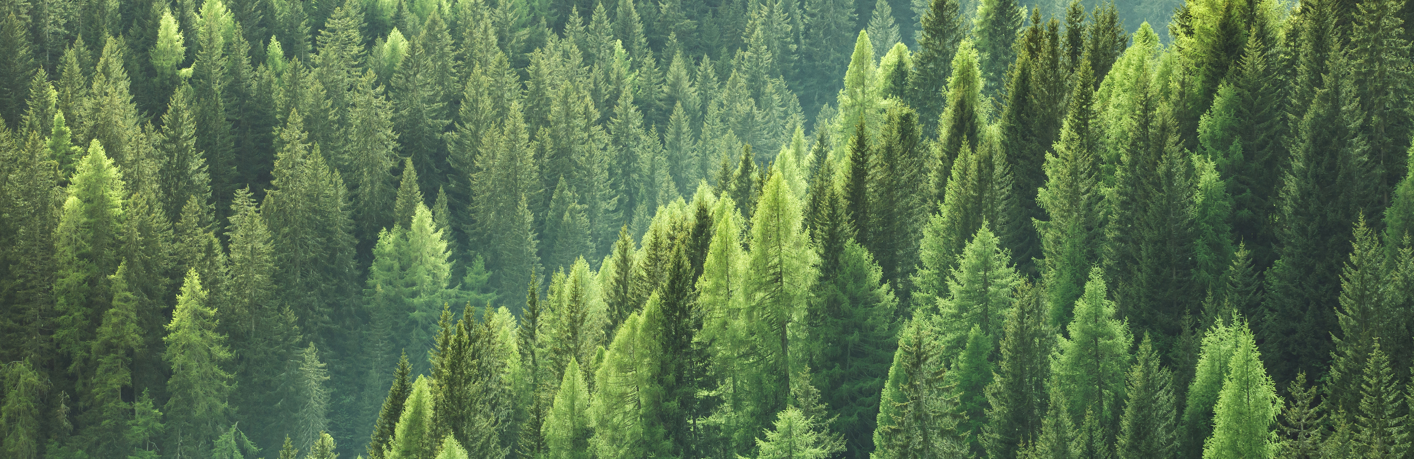 Certyfikat Systemu Gospodarki o Obiegu Zamkniętym