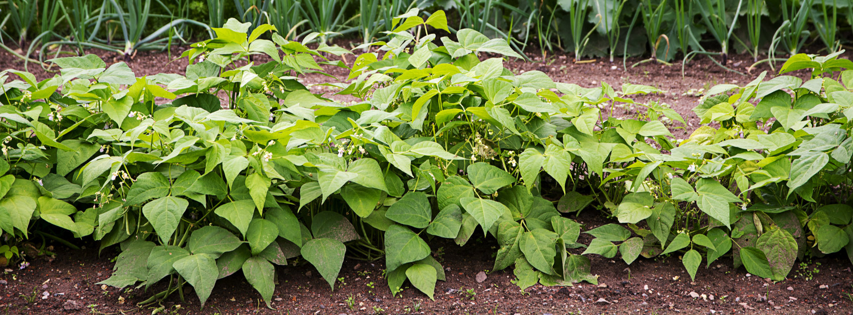 rotation des cultures potager