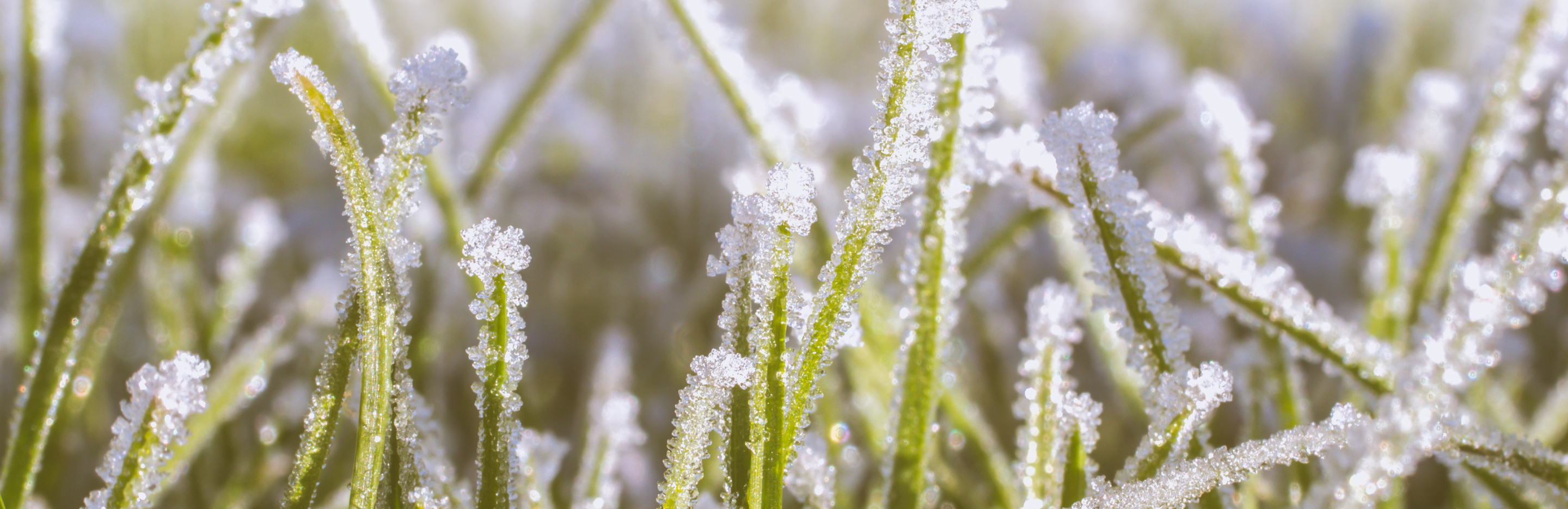 Dowiedz się jak przygotować trawę do zimy