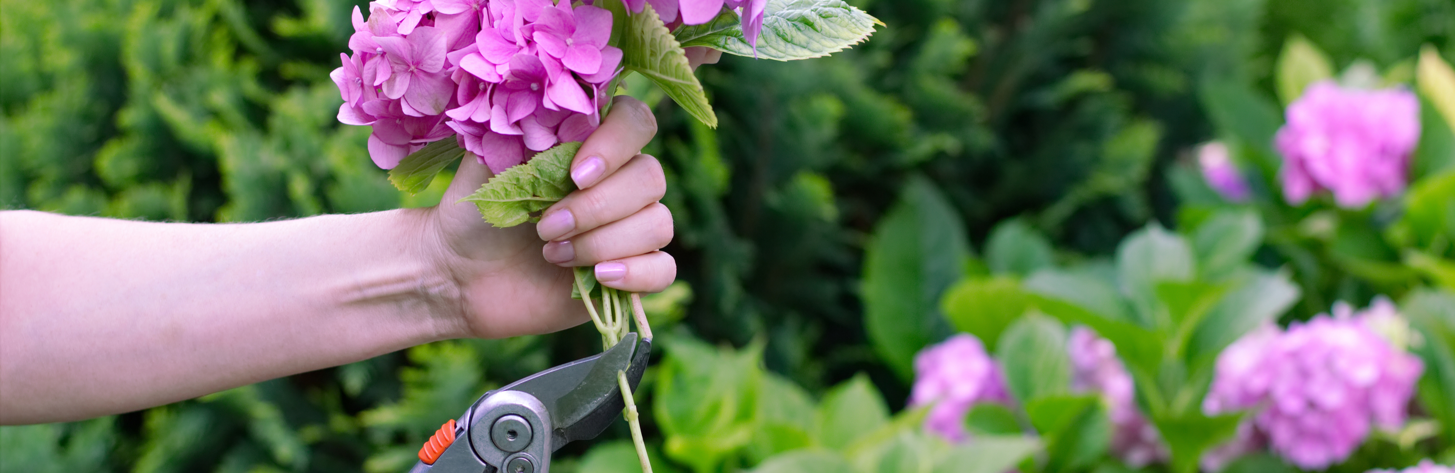  Przycinanie hortensji 