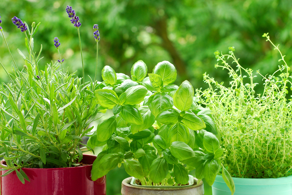 Cultiver des plantes aromatiques sur un balcon