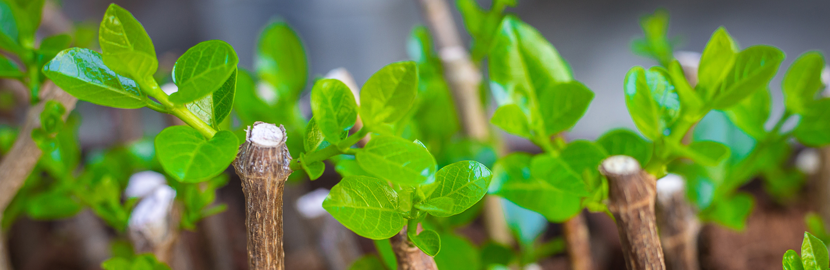 Jak kontrolować rozrost kwiatów w ogodzie?