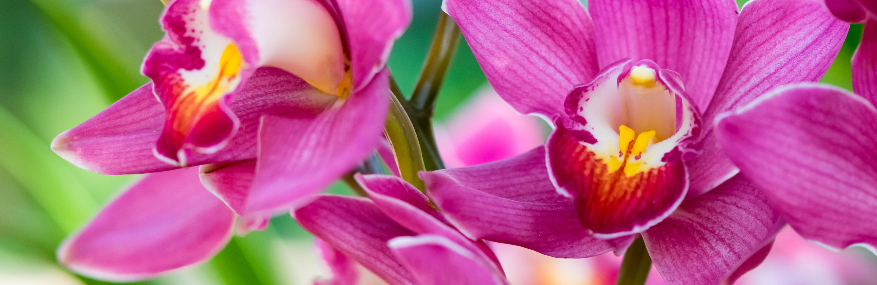  Przycinanie storczyków