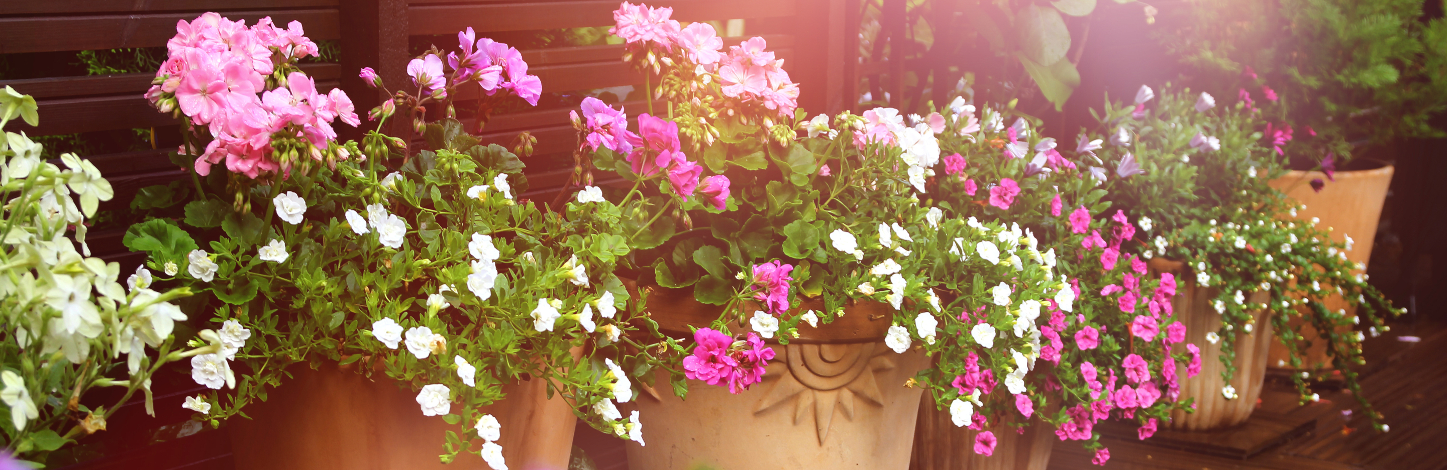  Nawożenie kwiatów balkonowych 