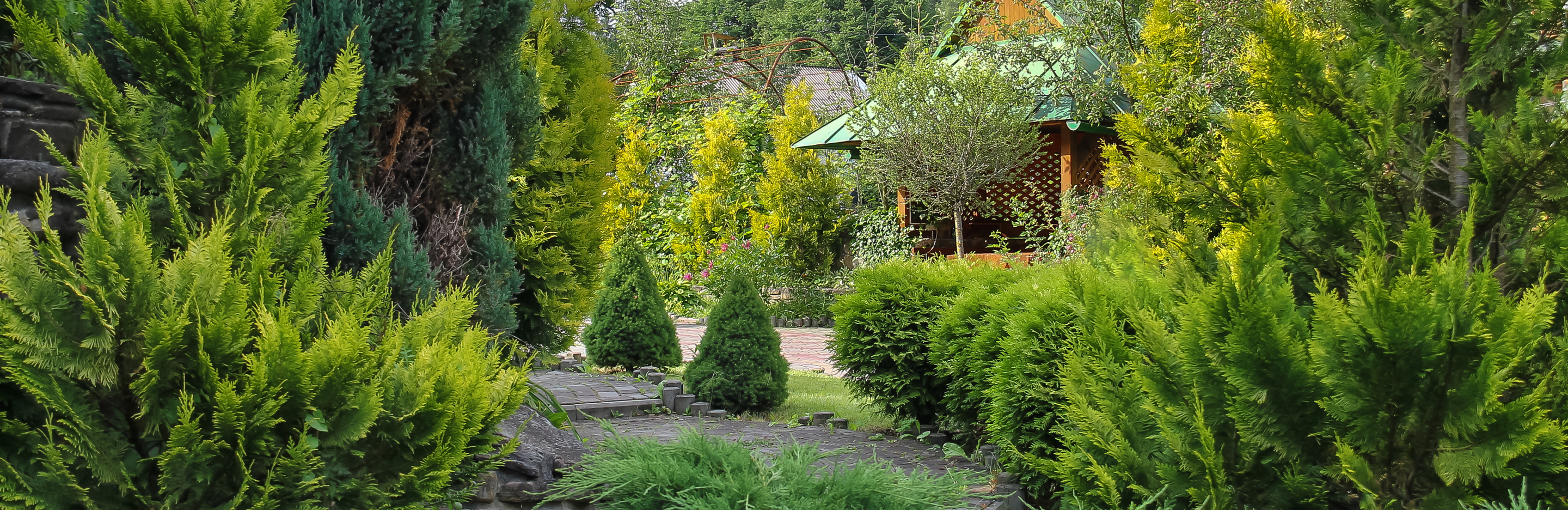 Jak chronić iglaki przed szkodnikami?