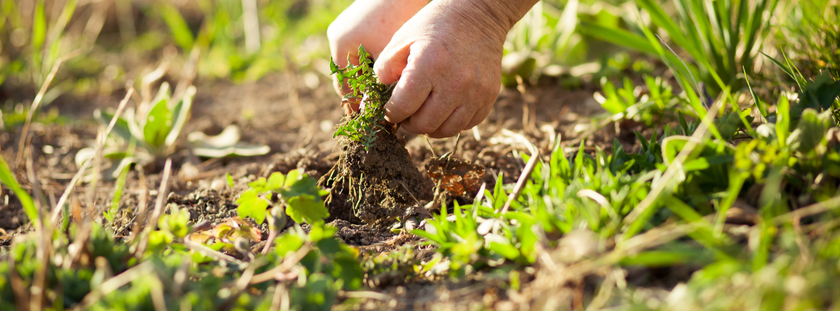 Éliminer les mauvaises herbes de manière durable et naturelle 