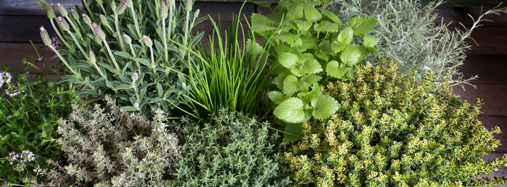 des herbes fraîches