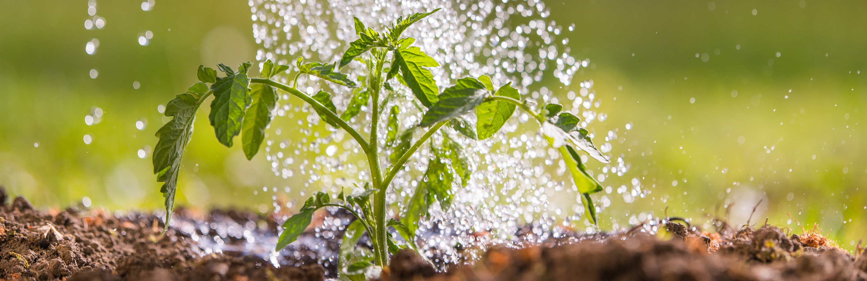 Susza a rośliny ogrodowe – jak poradzić sobie z brakiem opadów?