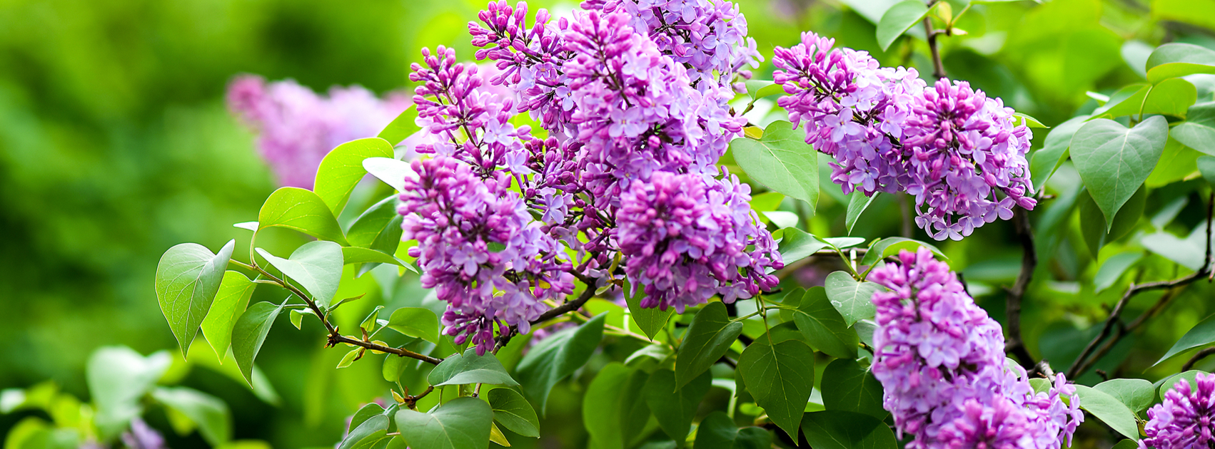 geur in huis met seringen