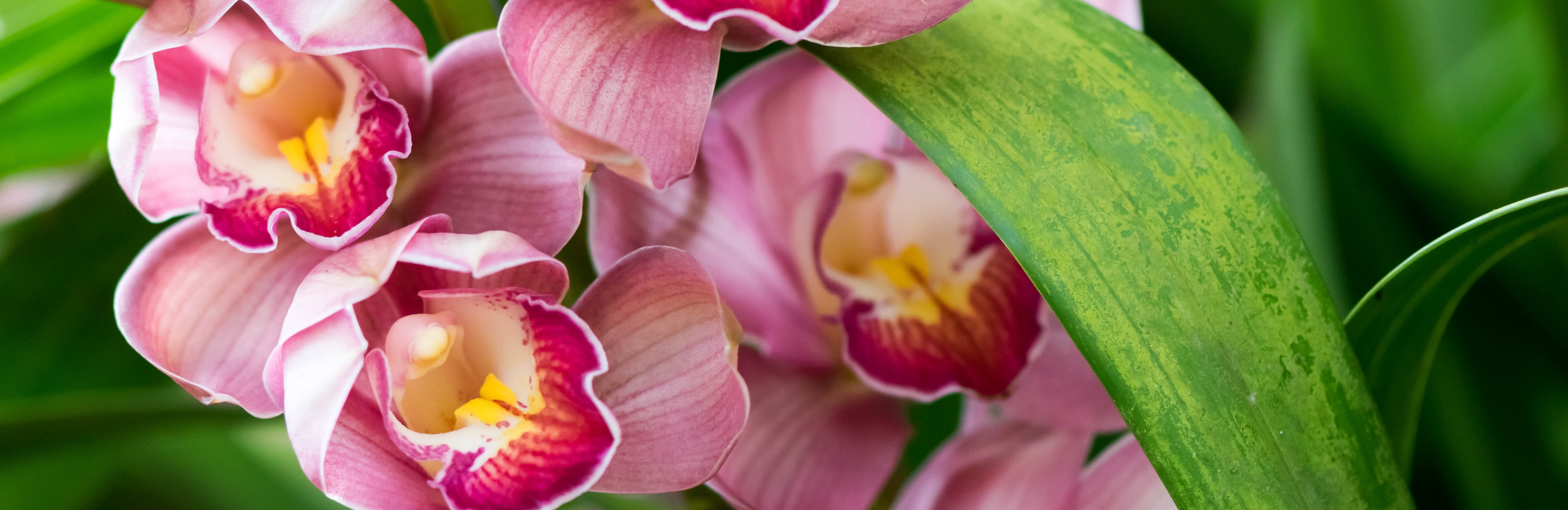  Nawożenie storczyków