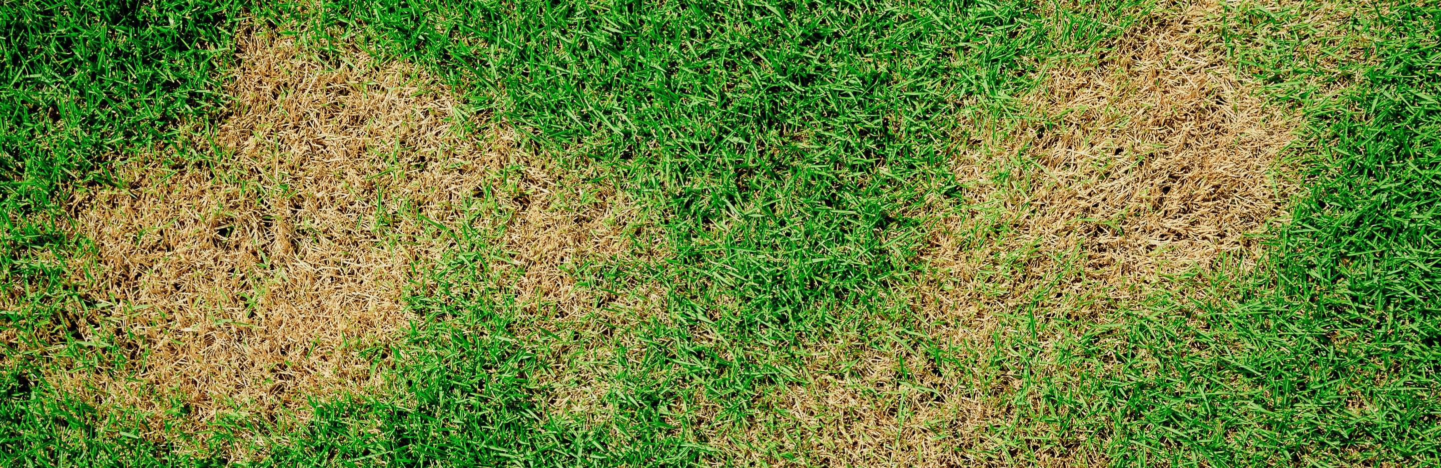 Dlaczego trawnik żółknie?