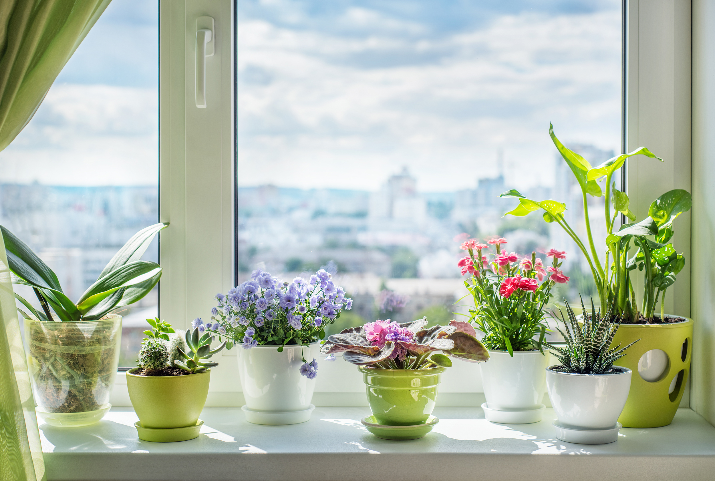 Houseplants on a windowsill | Bringing the fragrance indoors | Miracle Gro