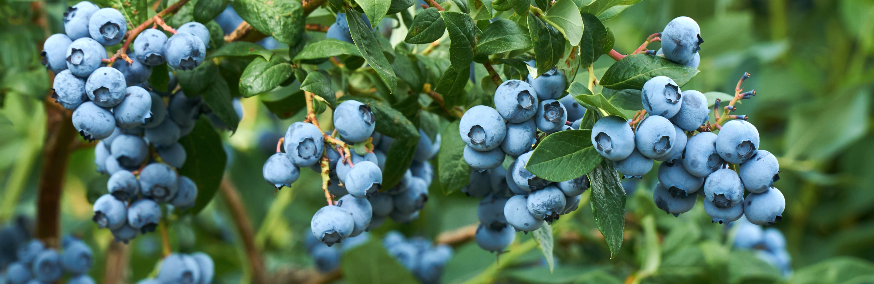  Borówka amerykańska - naturalne źródło witamin 
