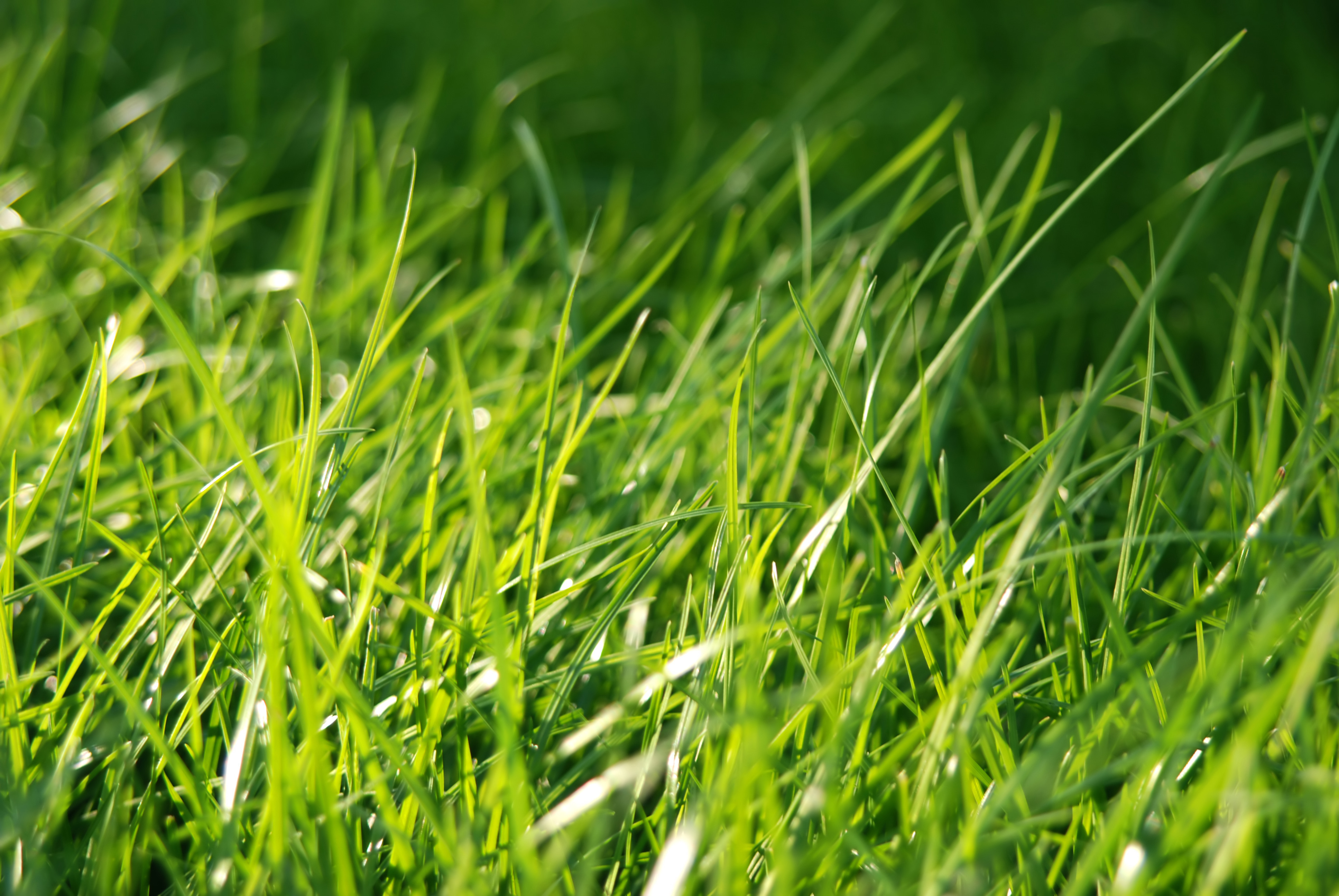 A quick guide to getting your lawn looking great