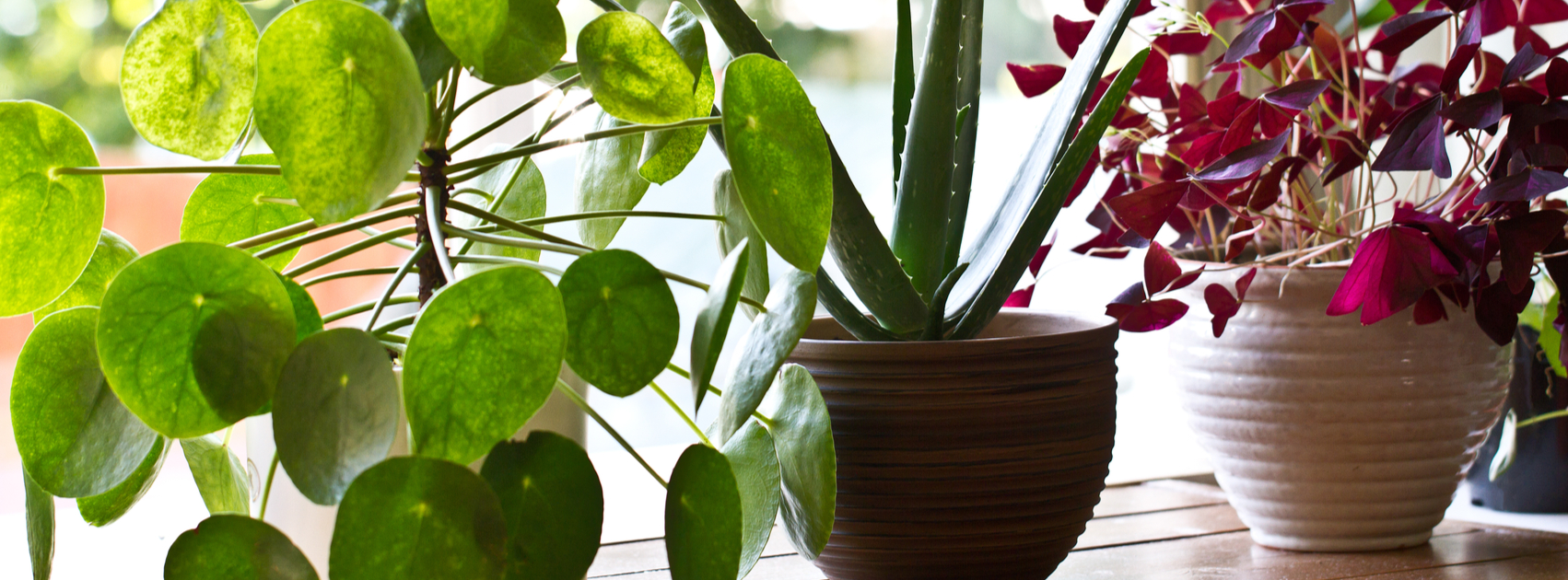 Plantes tendance: Cactus et pilea