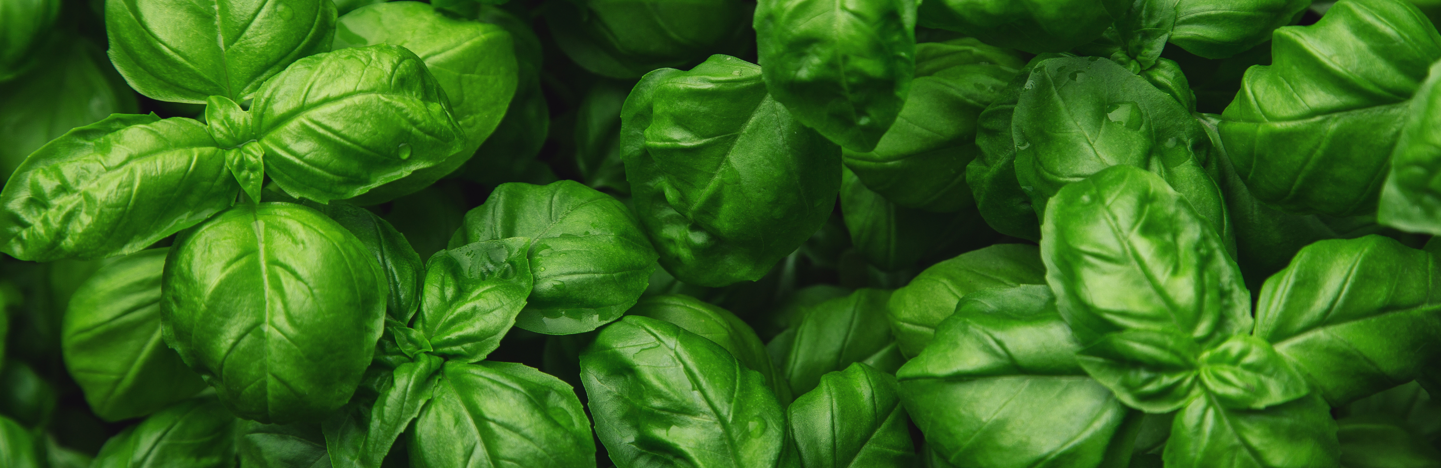 Jak pozbyć się czarnych robaków na bazylii?