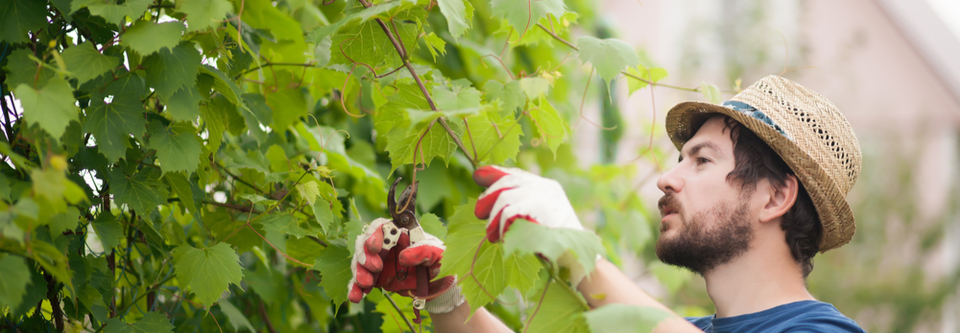 comment tailler les vignes