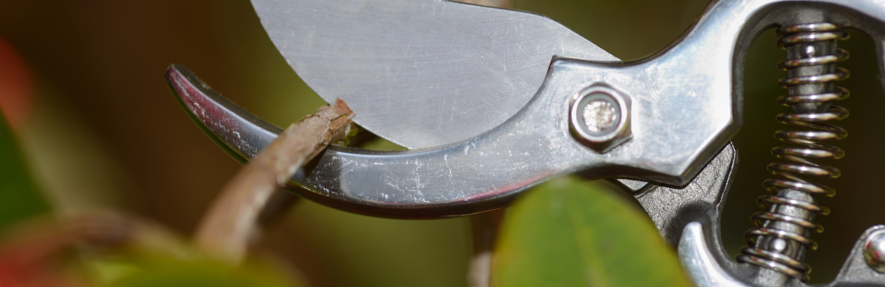  Jak przycinać rododendrony 