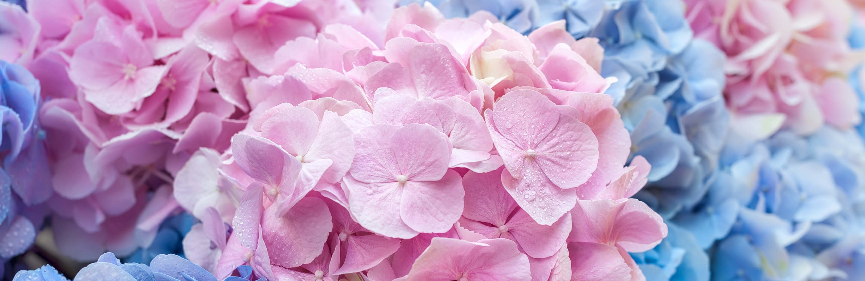 Pielęgnacja hortensji w doniczce i w ogrodzie | Love The Garden