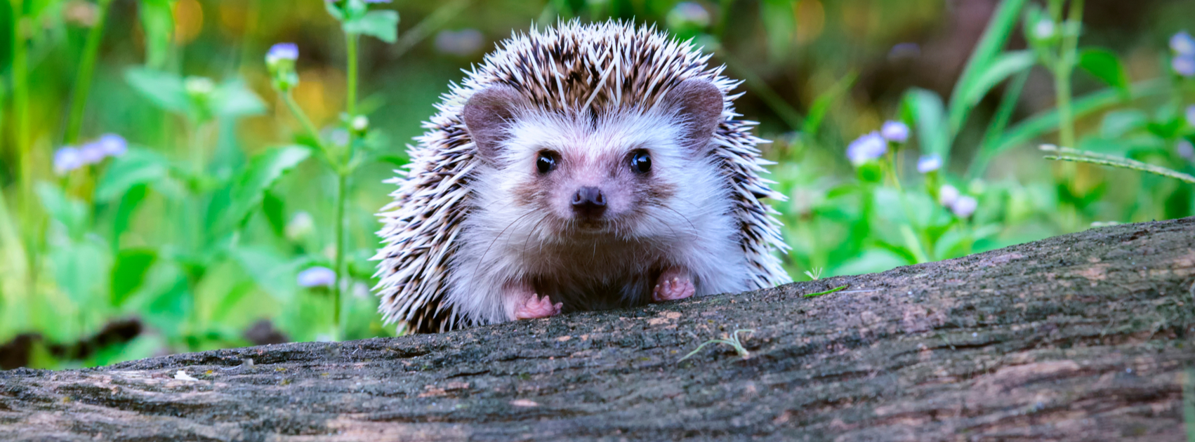 help de egels in je tuin