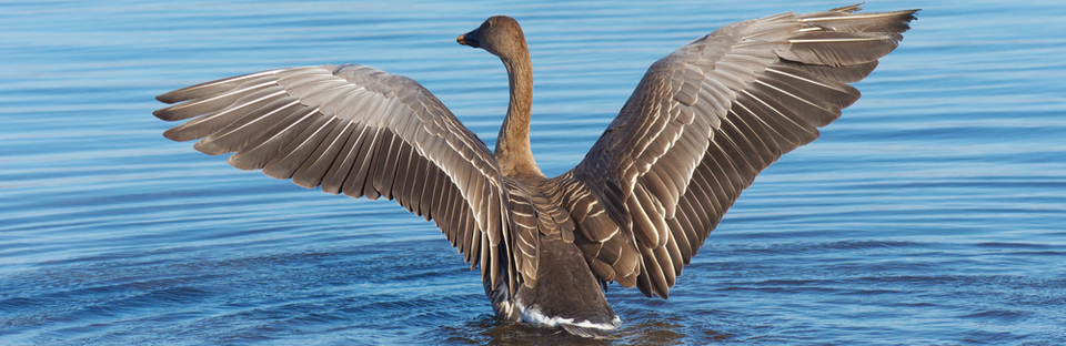 Evergreen Garden Care zet zich in voor milieubescherming