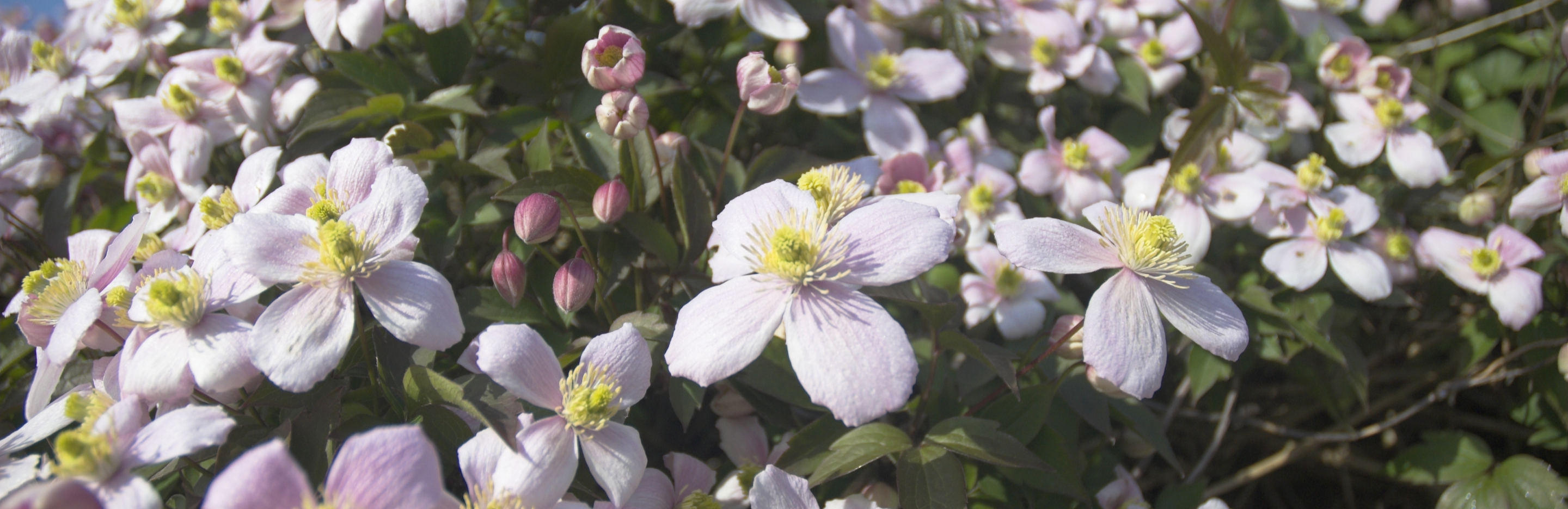 Przycinanie powojników
