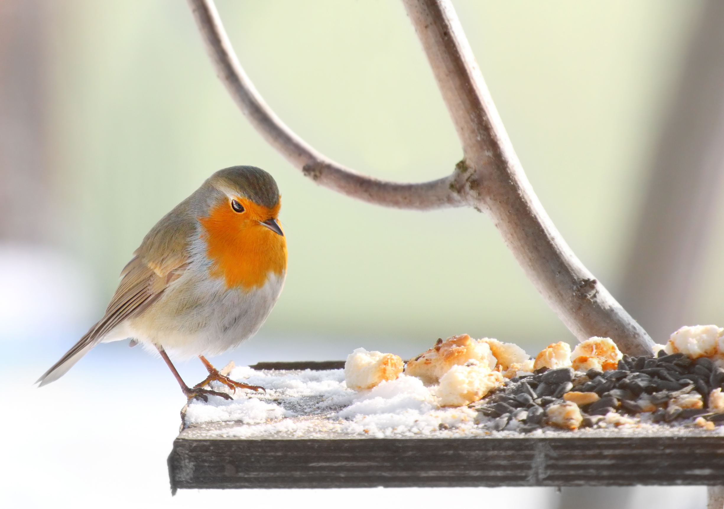 What to feed birds in winter | Love The Garden