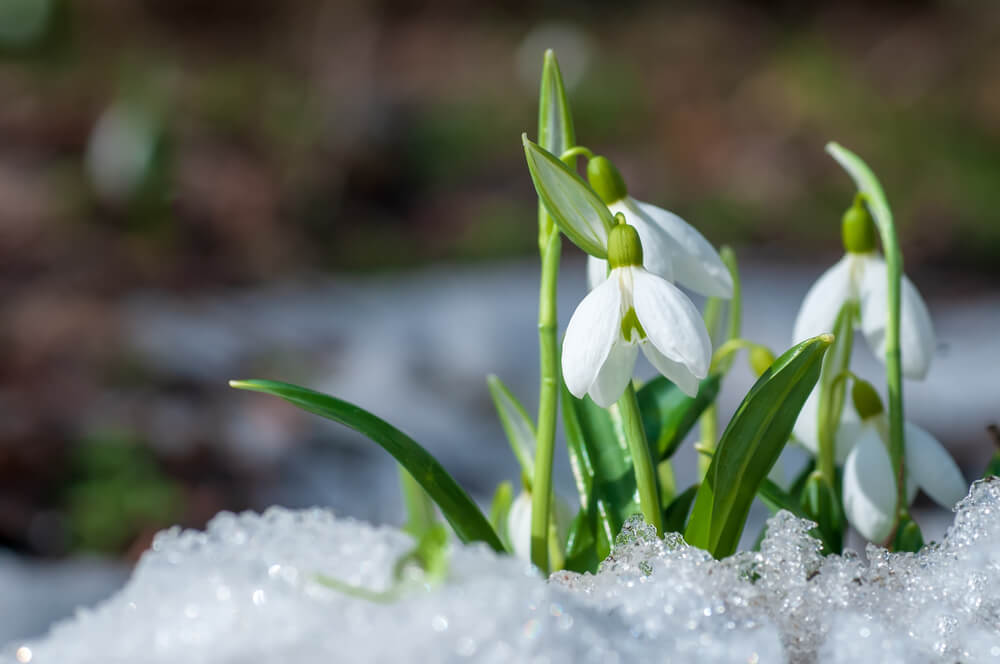 Schneegloekchen im Winter