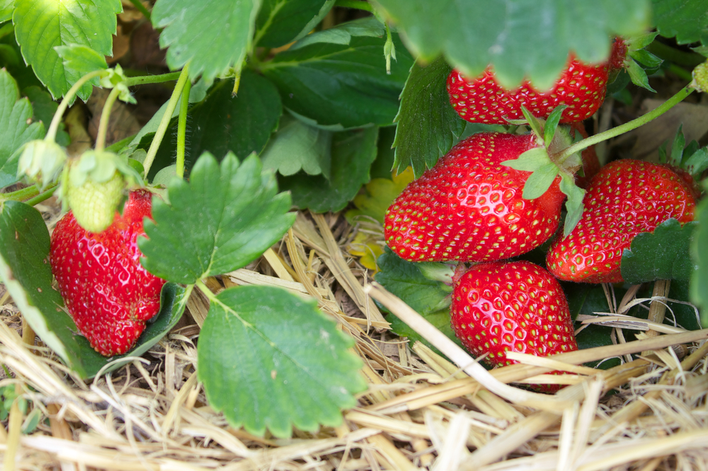 Helles Mulchen Erdbeeren