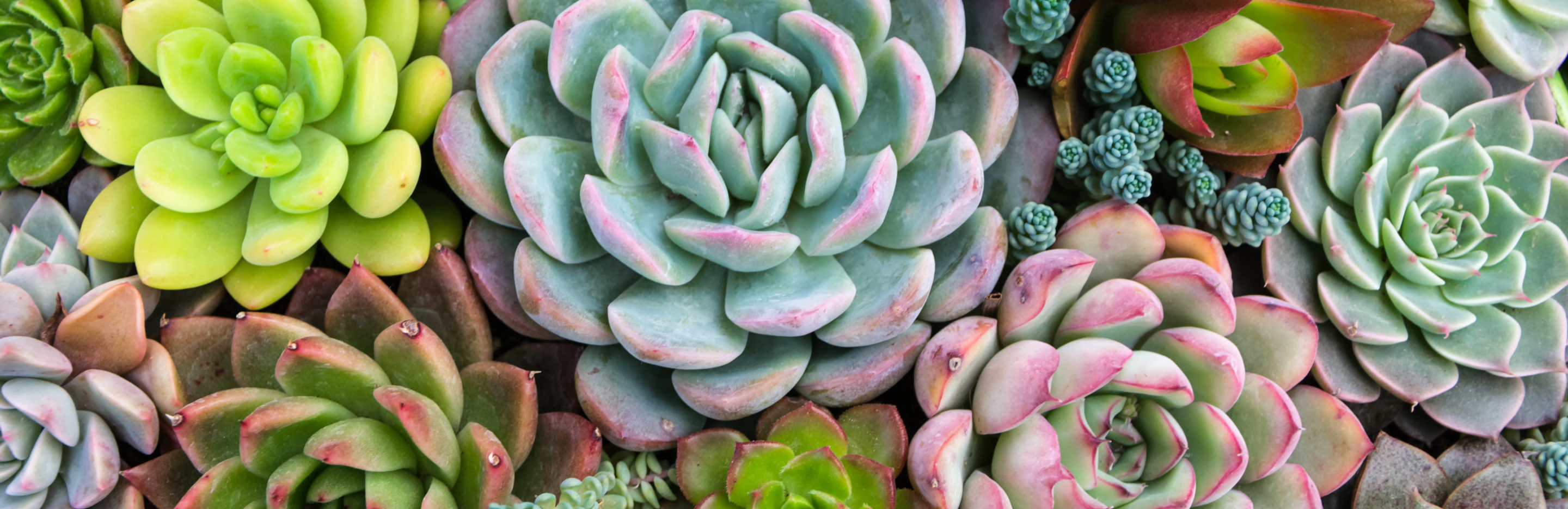 Sukulenty