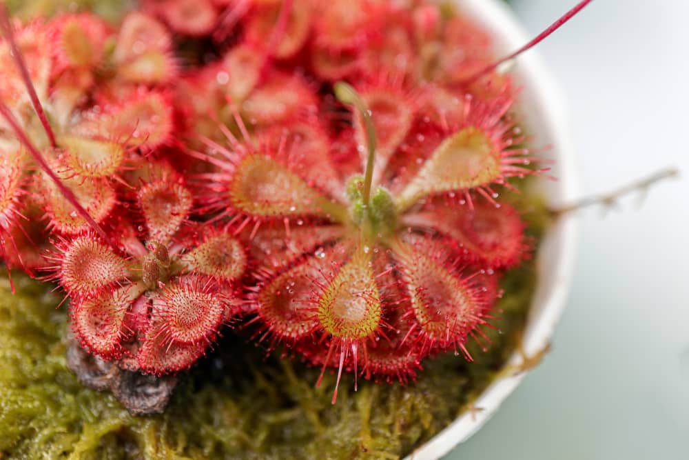 sundew.jpg sonnentau