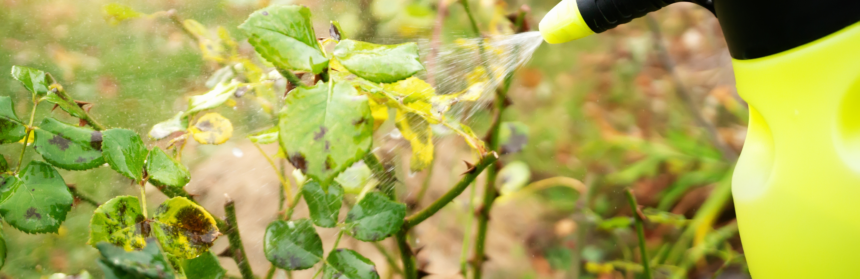 Naturalne zwalczanie szkodników