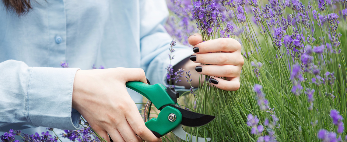 Taille de la lavande - Evergreen Garden Care