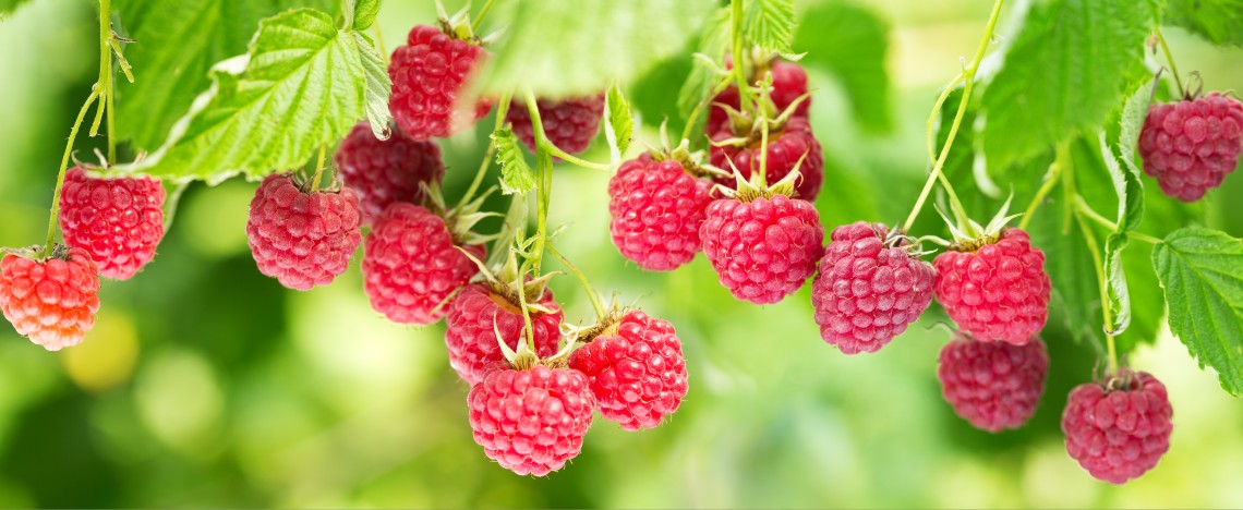 Taille des framboisiers - Framboisiers d’été et d’automne - I Love My Garden