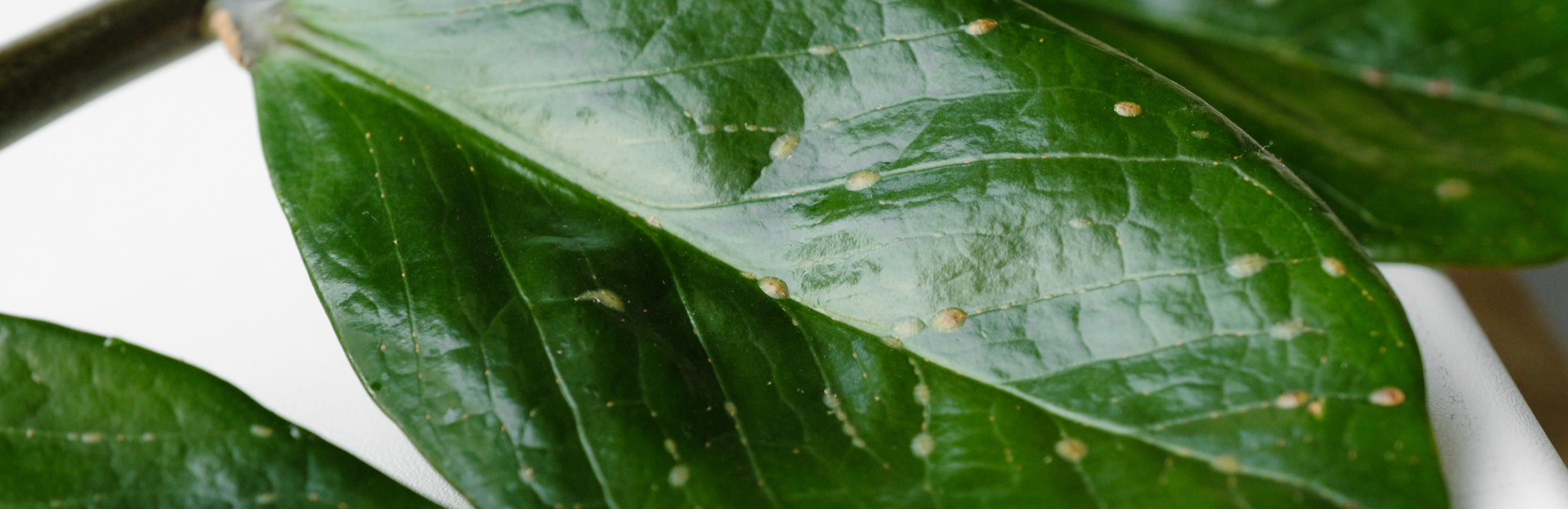 Tarczniki w ogrodzie – jak je zwalczać?