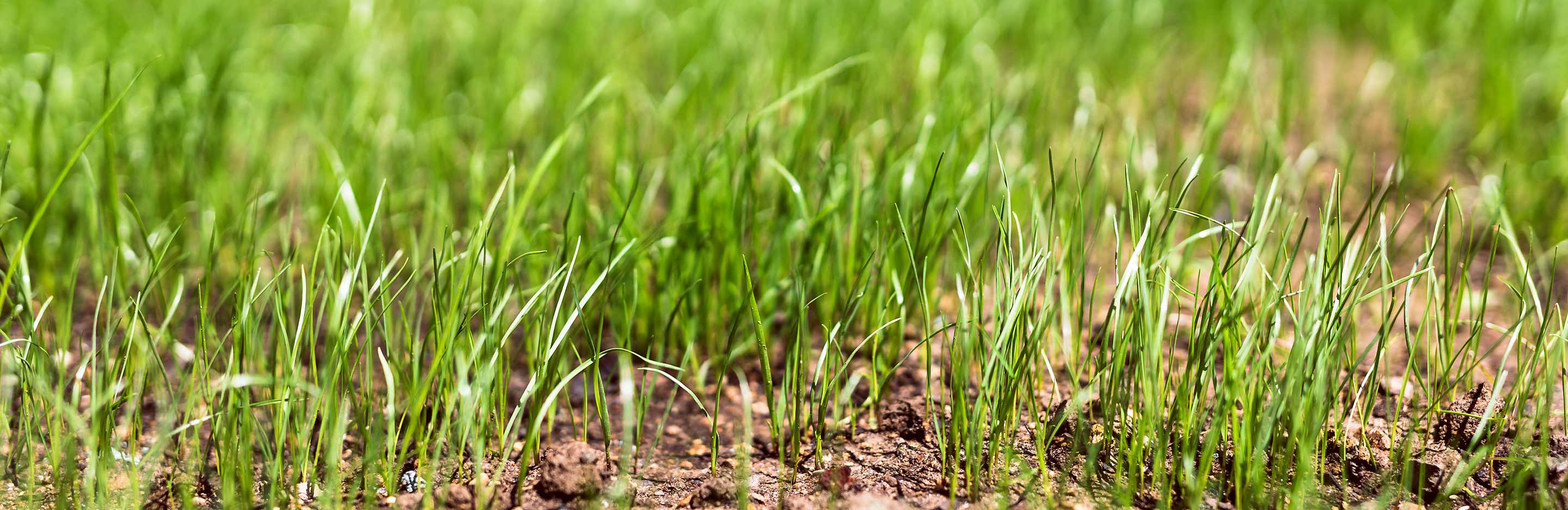 Why isn’t my lawn growing yet?