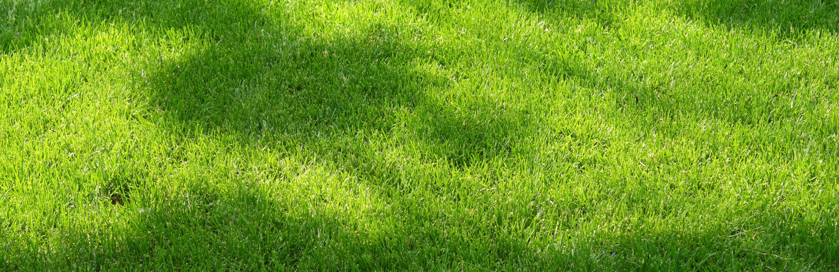 trawa w trudnych warunkach