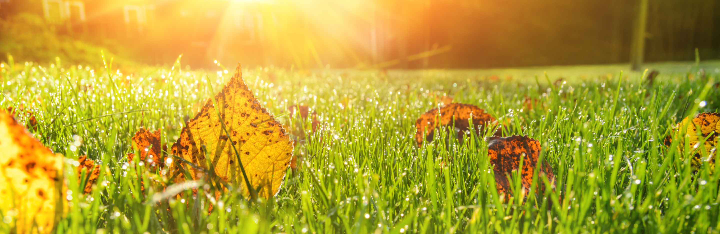 Zalety zakładania trawnika jesienią