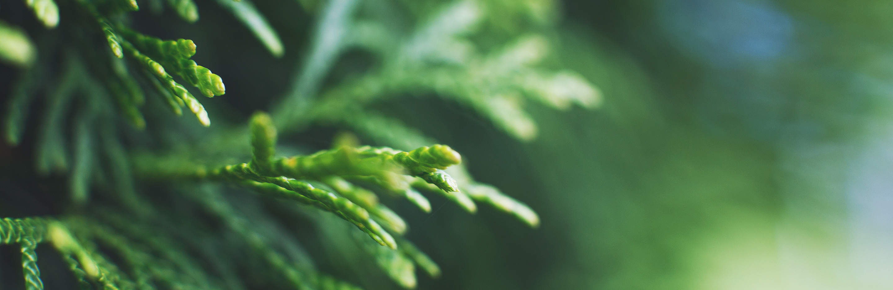 Pielęgnacja i nawożenie tui